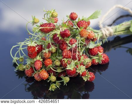 Nice Wild Strawberries. Fragrant Red Berries. Vulnerary Plants. Sweet And Healthy Dessert