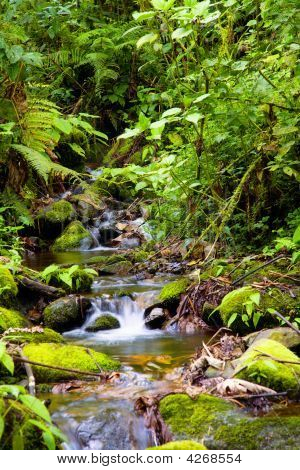 Creek sademetsässä
