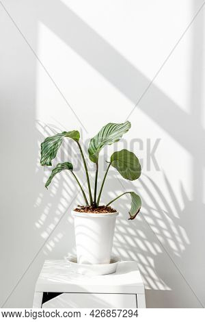 Calathea Orbifolia by a white wall
