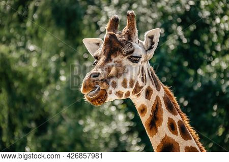 Rothschild Giraffe In Zoo.giraffe In Front Of Green Trees Looking In To Camera. Funny Giraffe Face. 