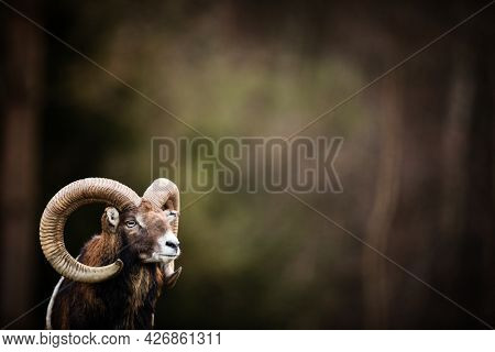 Big Mufflon Bucks, standing in their habitatm european forest