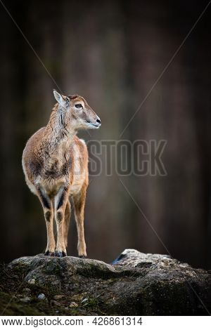 Big Mufflon Female, standing in its habitat -  european forest