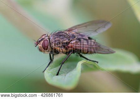 Closeup Of A Hairy Fly , Pollenia Species, Against A Blurred Background,  Sitting On A Green Leaf In