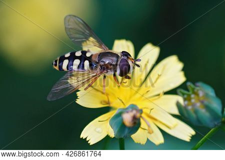 Closeup On An Adult Migrant Hoverfly, Eupeodes Corollae On A Yellow Flower In The Garden