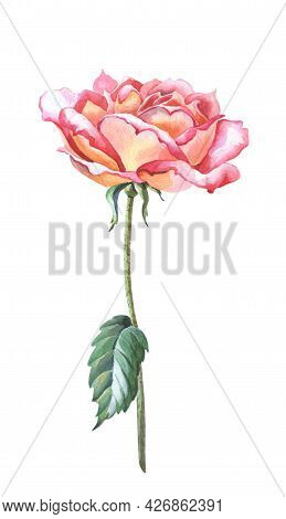 Watercolor Pink Rose With Gren Leaves, Stem. Isolated Image Of A Beautiful Red Flower.