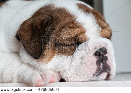 The White Underage Bull Dog Puppy Is Lying