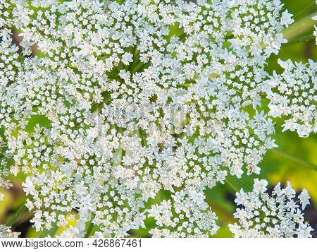 Giant Hogweed, Hogweed Flower Close-up Growing In The Field, Heracleum Manteggazzianum