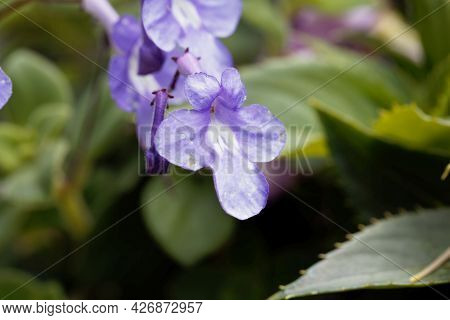 False African Violet, Streptocarpus Saxorum