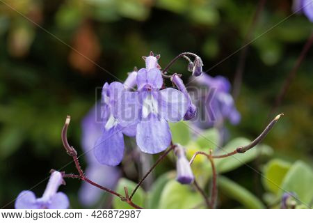 False African Violet, Streptocarpus Saxorum