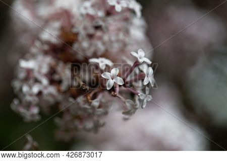 Flowers Of The Lilac Syringa Microphylla