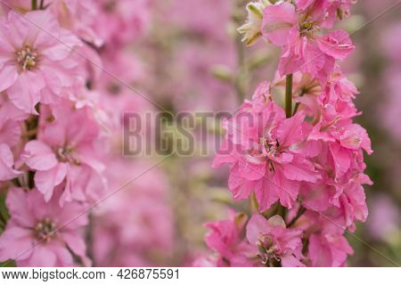 Field Of Colourful Delphinium Flowers In Wick, Pershore, Worcestershire, Uk.