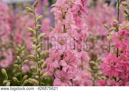 Field Of Colourful Delphinium Flowers In Wick,uk