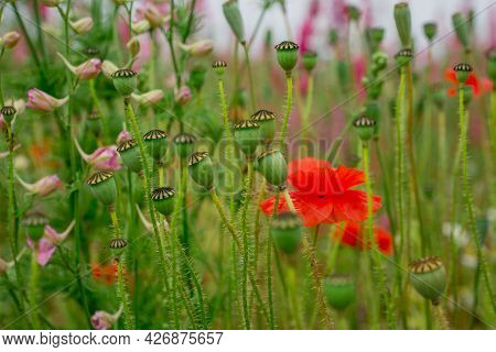 Field Of Colourful Delphinium Flowers In Wick,uk
