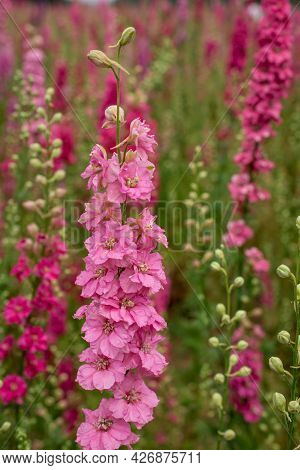 Field Of Colourful Delphinium Flowers In Wick,uk