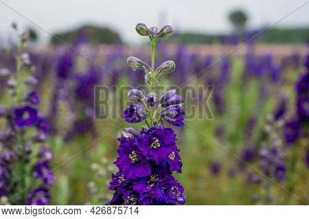 Field Of Colourful Delphinium Flowers In Wick,uk