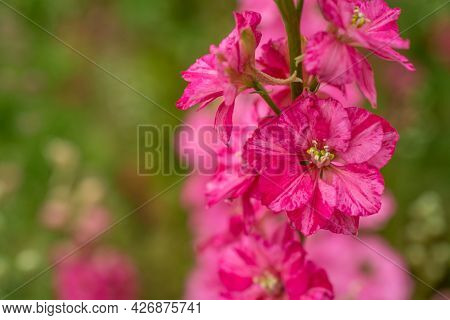Field Of Colourful Delphinium Flowers In Wick,uk