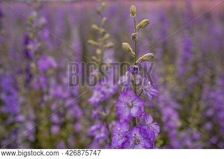 Field Of Colourful Delphinium Flowers In Wick,uk