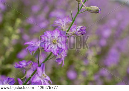 Field Of Colourful Delphinium Flowers In Wick,uk