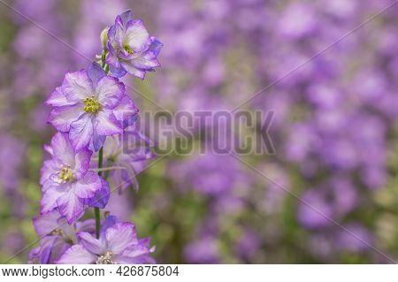 Field Of Colourful Delphinium Flowers In Wick,uk