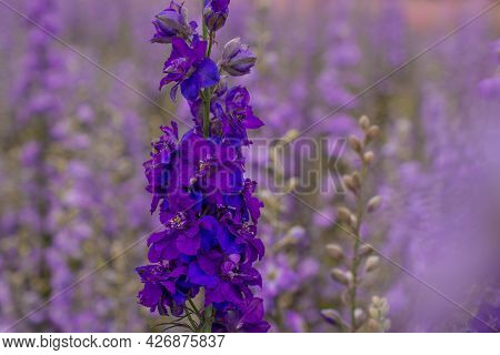 Field Of Colourful Delphinium Flowers In Wick,uk