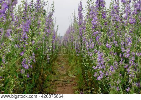 Field Of Colourful Delphinium Flowers In Wick,uk