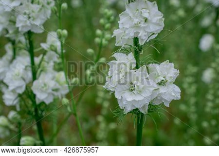 Field Of Colourful Delphinium Flowers In Wick,uk