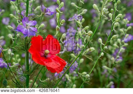 Field Of Colourful Delphinium Flowers In Wick,uk