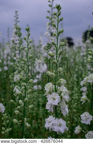 Field Of Colourful Delphinium Flowers In Wick,uk
