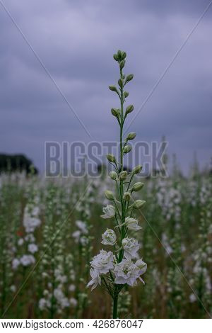 Field Of Colourful Delphinium Flowers In Wick,uk