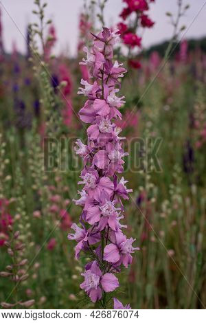 Field Of Colourful Delphinium Flowers In Wick,uk