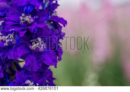 Field Of Colourful Delphinium Flowers In Wick, Pershore, Worcestershire, Uk.