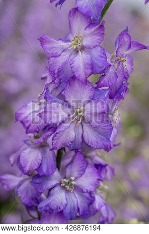 Field Of Colourful Delphinium Flowers In Wick,uk