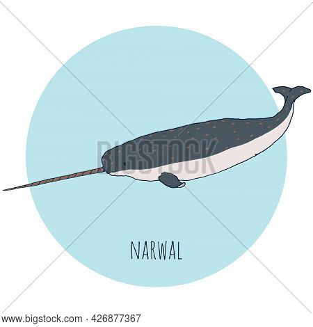 Narwal Whale Vector Illustration. Hand Drawn, Isolated On White And Blue Background.