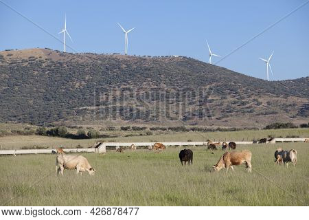 Red Cows Grazing With Electric Wind Turbines At Bottom. Alagon Valley  Countryside. Caceres, Extrema