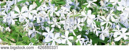 Spring Flowers. Garden Divaricata Phiox. Blooming Blue Phlox. Beautiful Flowers In Spring.