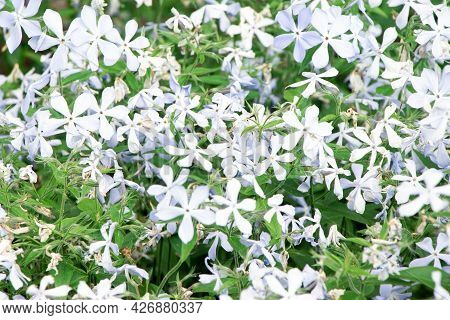 Spring Flowers. Garden Divaricata Phiox. Blooming Blue Phlox. Beautiful Flowers In Spring.