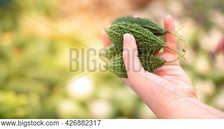 Female Hand Choosing The Fresh Bittergourd For Ingredient Of Cooking  And Preparing To Pay At The Lo