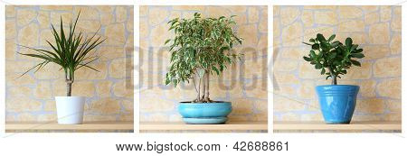 盆栽的植物