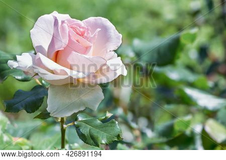 Rose Hybrid Tea Pink 