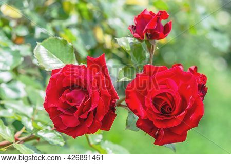 Branched Shoots Of The Omage And Barbara Rose Densely Covered With Shiny Foliage And Crowned With No