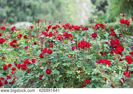Floribunda Rose 