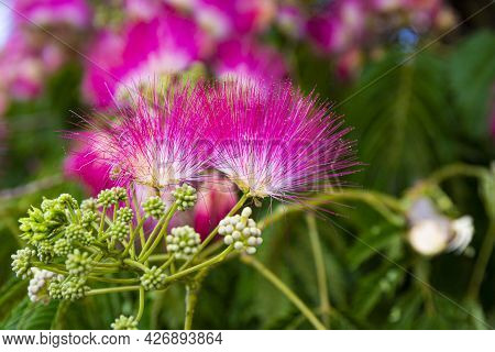 Pink Flowers Of Tropical Tree Albicia Close Up