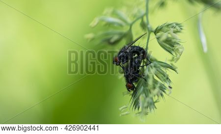 Pair Of Cluster Flies On The Blade Of Grass. Two Flies Mating, A Pair Of Flies, Isolated On Green Ba