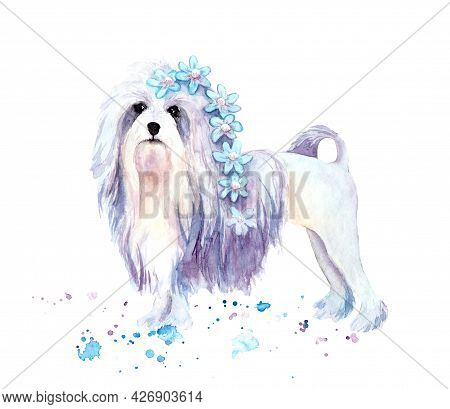 Watercolor Drawing Of A Pet - Dog. L Wchen. Bichon-lyon