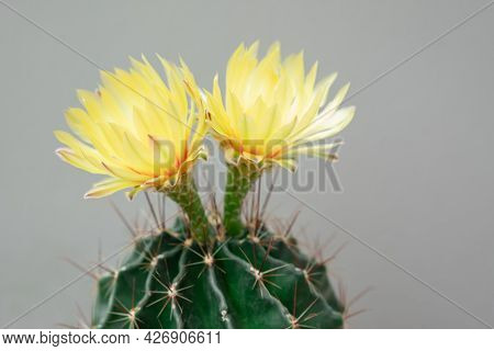 A Cactus And Yellow Flower In A Pot With Nature Bokeh Background. Echinofossulocactus Phyllacanthus 