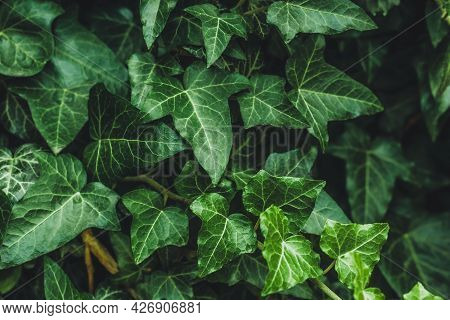 Hedera Helix, Common Ivy. Evergreen Vine, Climbing Flowering Wild Plant Of The Ivy Genus In The Fami