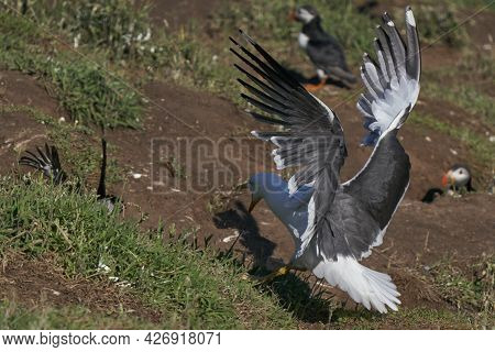 Lesser Black-backed Gull (larus Fuscus) Attacking A Puffin To Steal Fish On Skomer Island In Pembrok