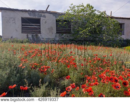 Spring Hiking In Georgia Kahetia Region In Nature Of Fields