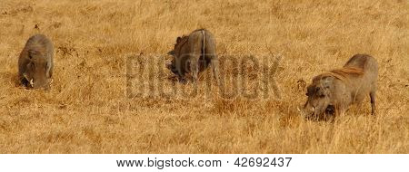 Warthog Panorama