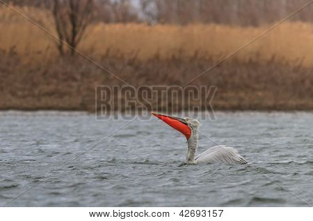 Dalmatiske Pelican (pelecanus Crispus)